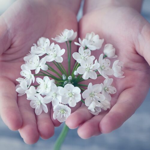 a white flower delicately held in open hands