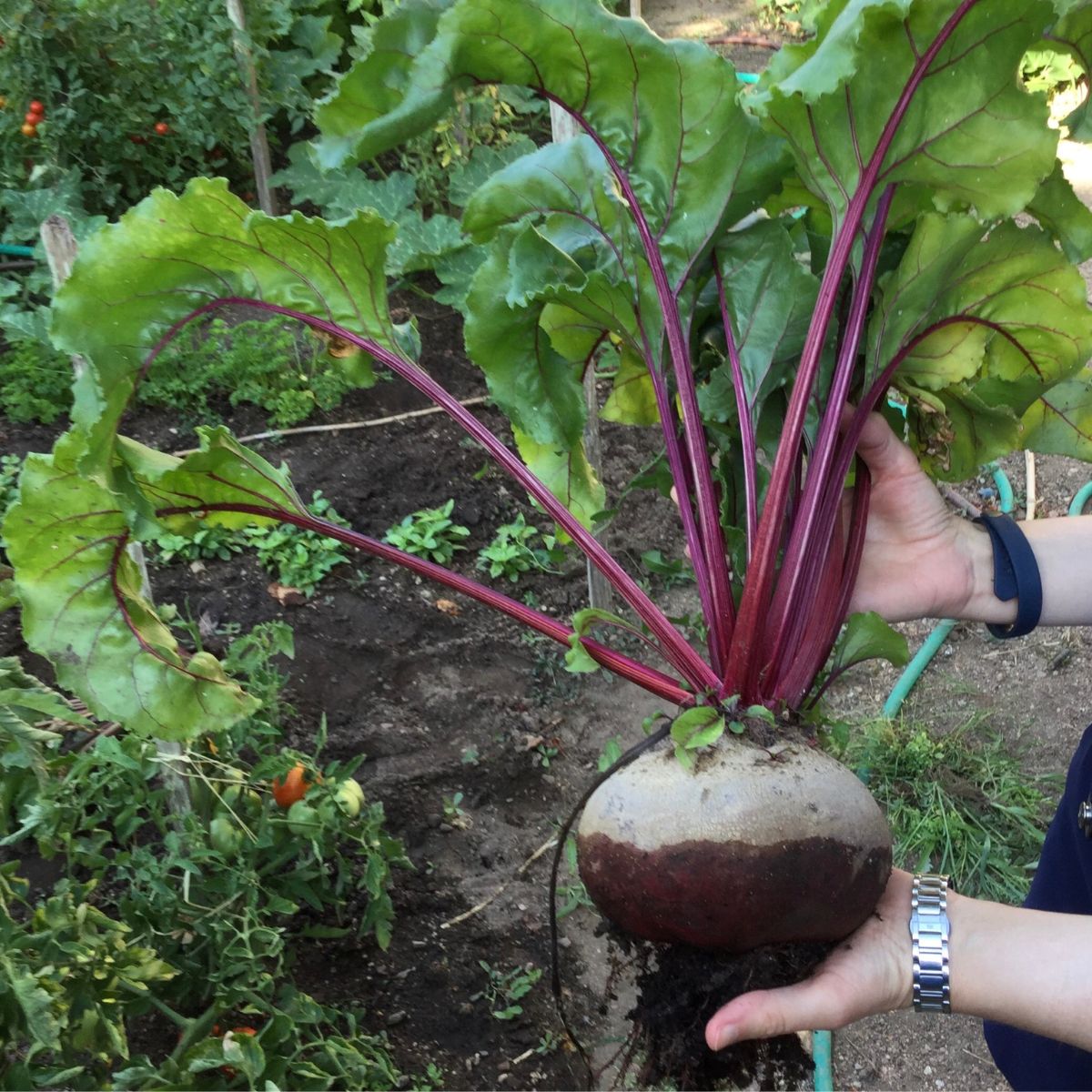 a very large beetroot that has just been harvested